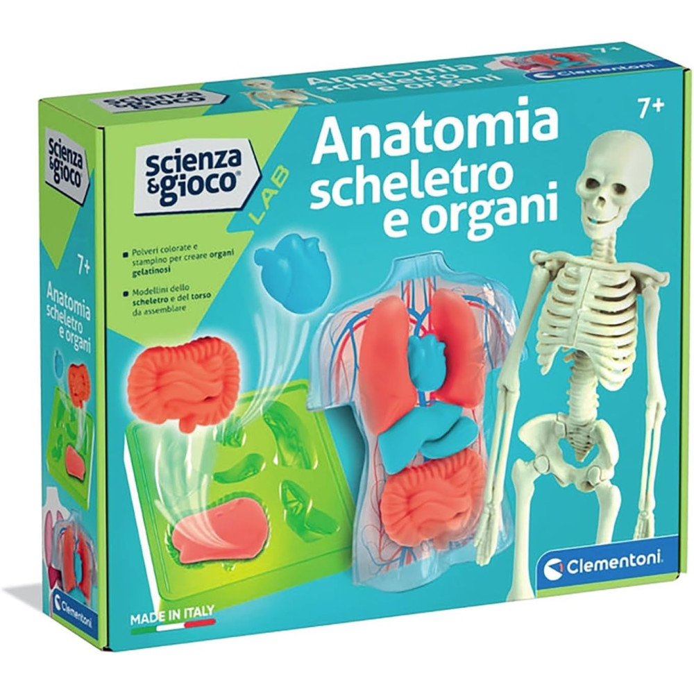 ANATOMIA SQUISHY (USA)