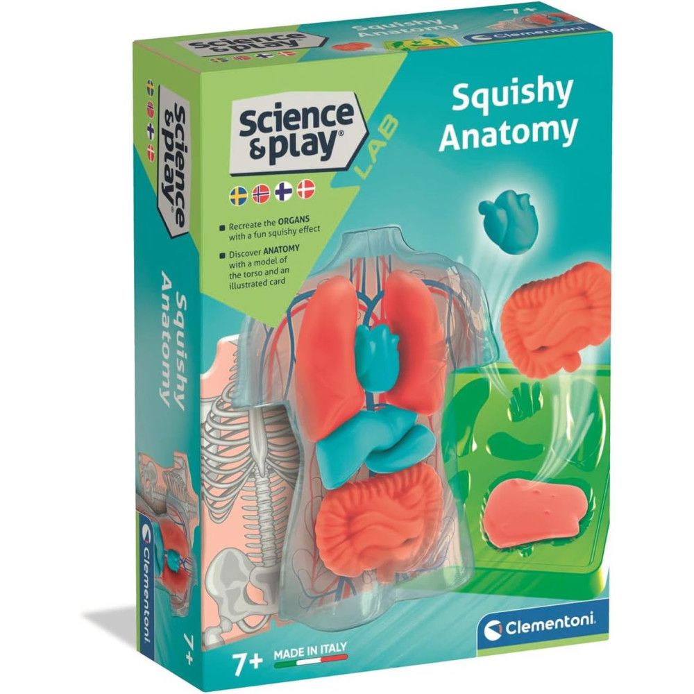 ANATOMIA SQUISHY (USA)