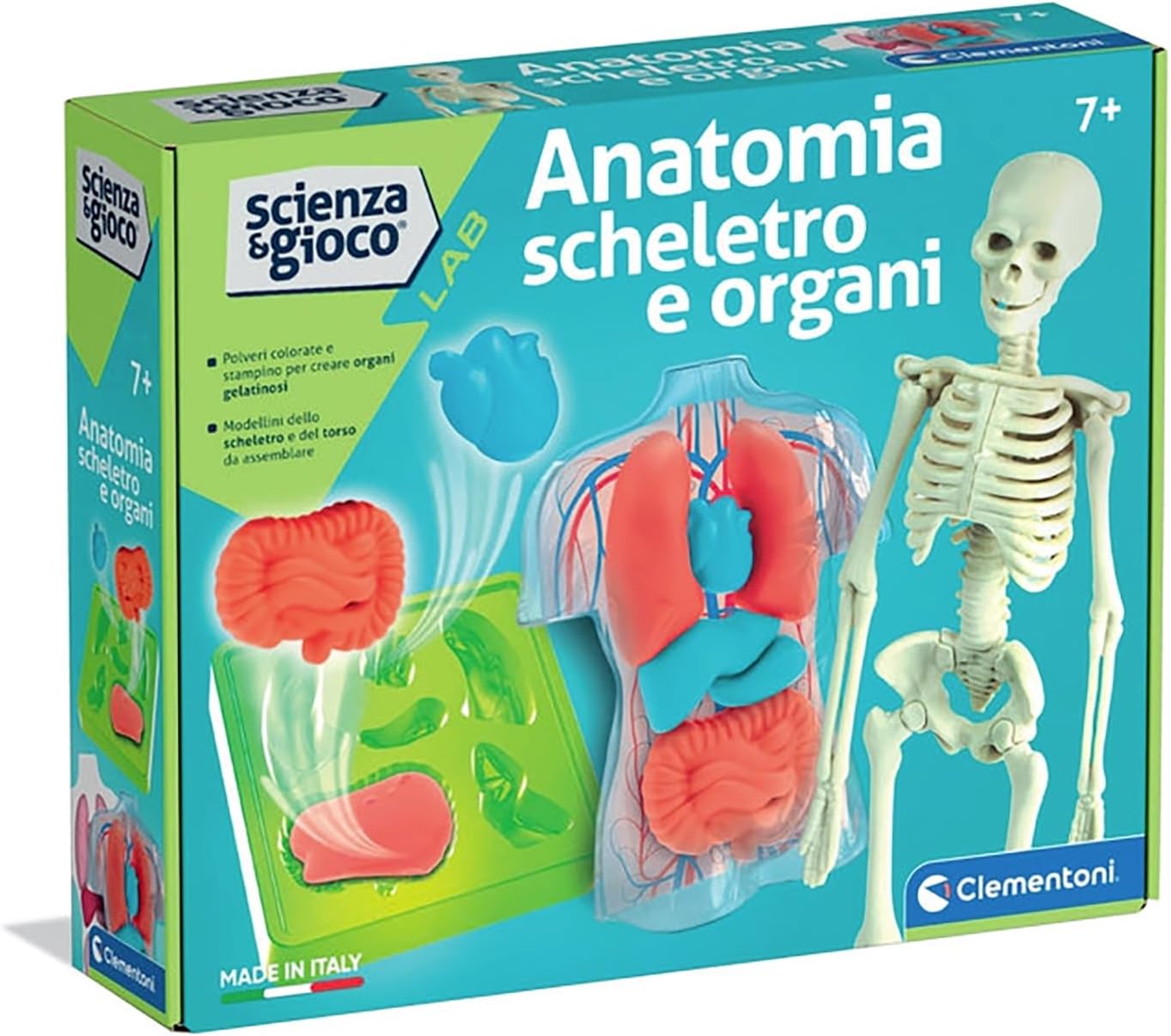 ANATOMIA SQUISHY (USA)