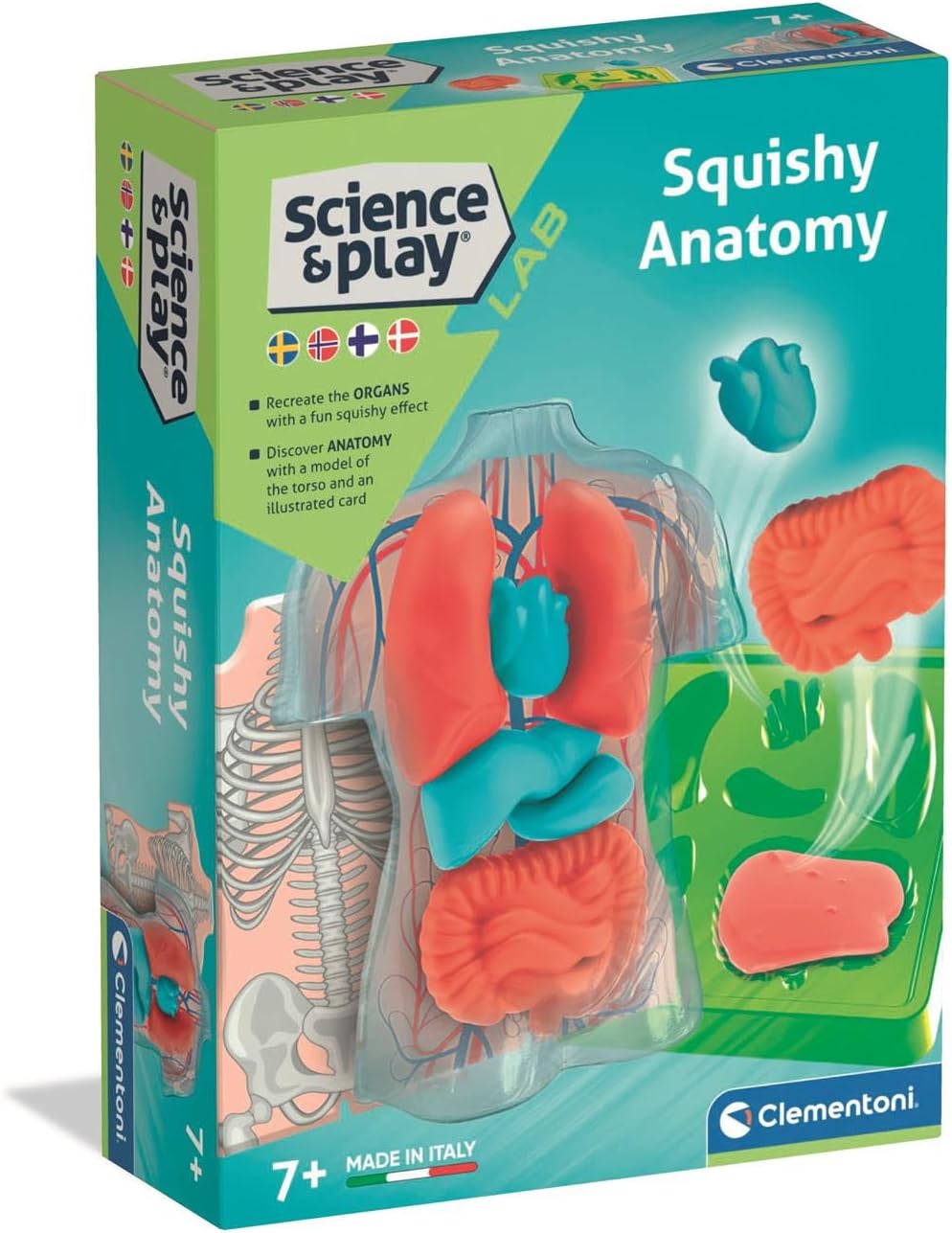 ANATOMIA SQUISHY (USA)